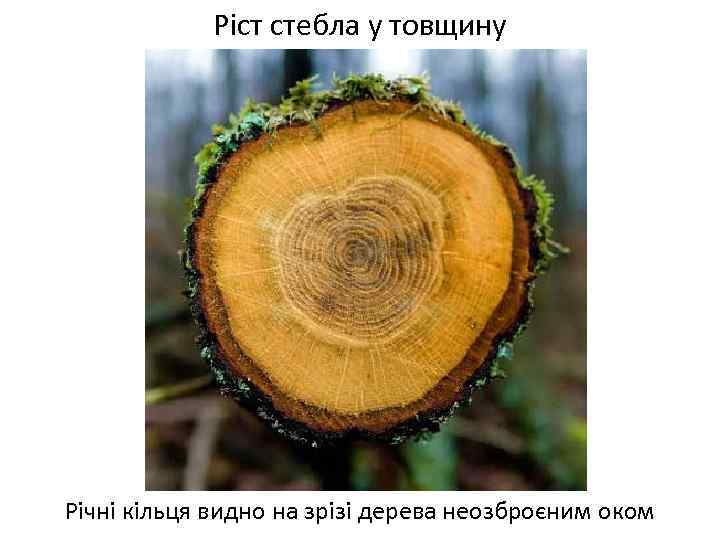 Ріст стебла у товщину Річні кільця видно на зрізі дерева неозброєним оком 