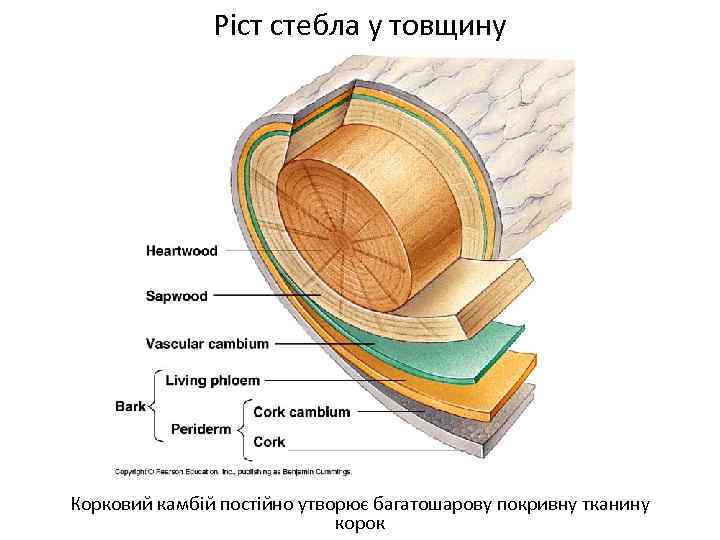 Ріст стебла у товщину Корковий камбій постійно утворює багатошарову покривну тканину корок 