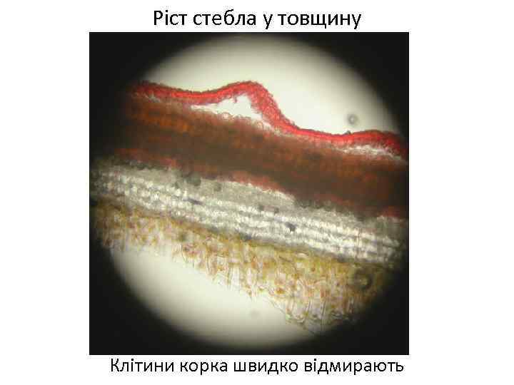 Ріст стебла у товщину Клітини корка швидко відмирають 