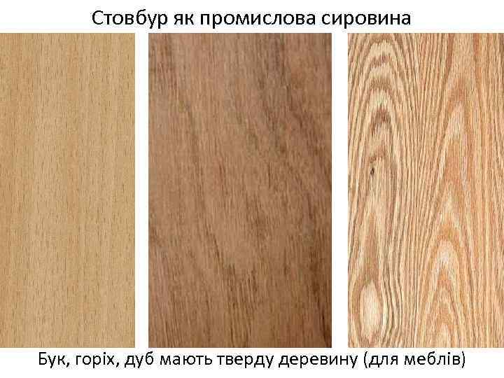 Стовбур як промислова сировина Бук, горіх, дуб мають тверду деревину (для меблів) 