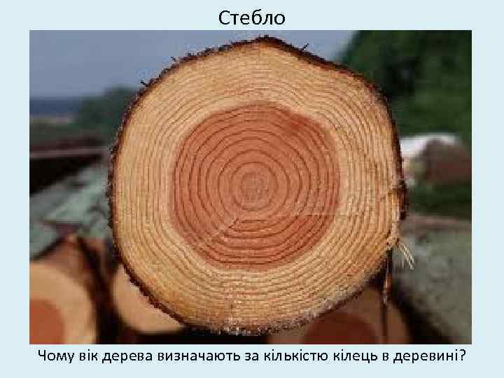 Стебло Чому вік дерева визначають за кількістю кілець в деревині? 