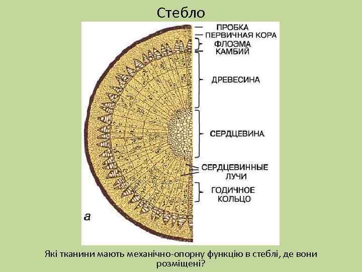 Стебло Які тканини мають механічно-опорну функцію в стеблі, де вони розміщені? 