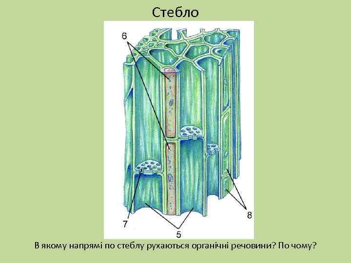 Стебло В якому напрямі по стеблу рухаються органічні речовини? По чому? 