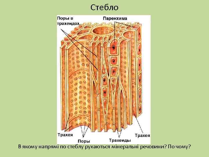 Стебло В якому напрямі по стеблу рухаються мінеральні речовини? По чому? 