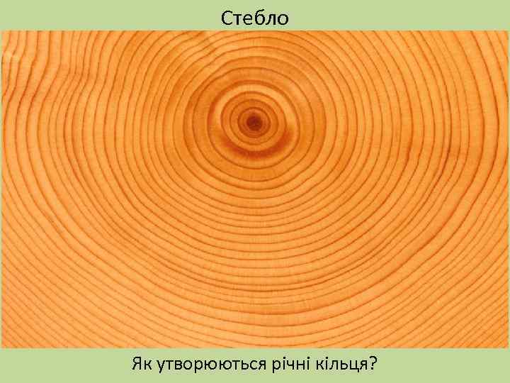 Стебло Як утворюються річні кільця? 