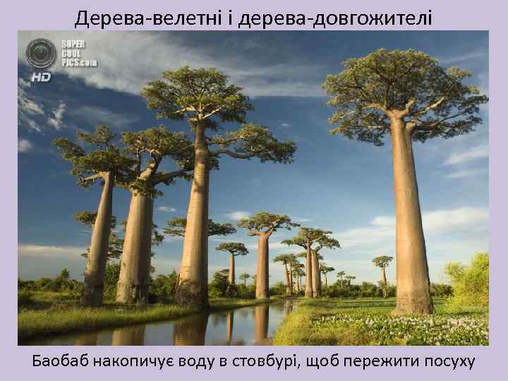 Дерева-велетні і дерева-довгожителі Баобаб накопичує воду в стовбурі, щоб пережити посуху 