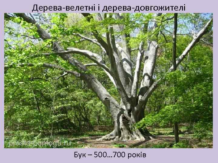 Дерева-велетні і дерева-довгожителі Бук – 500… 700 років 