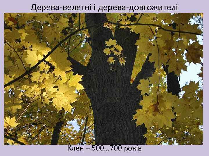 Дерева-велетні і дерева-довгожителі Клен – 500… 700 років 