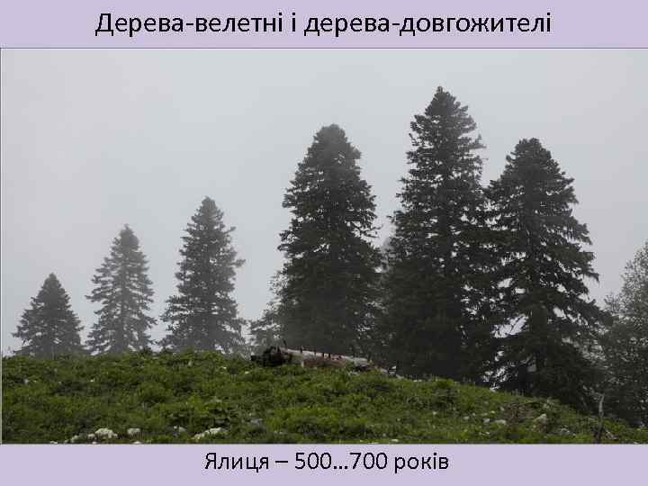 Дерева-велетні і дерева-довгожителі Ялиця – 500… 700 років 