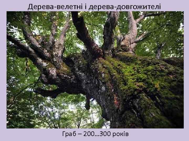 Дерева-велетні і дерева-довгожителі Граб – 200… 300 років 