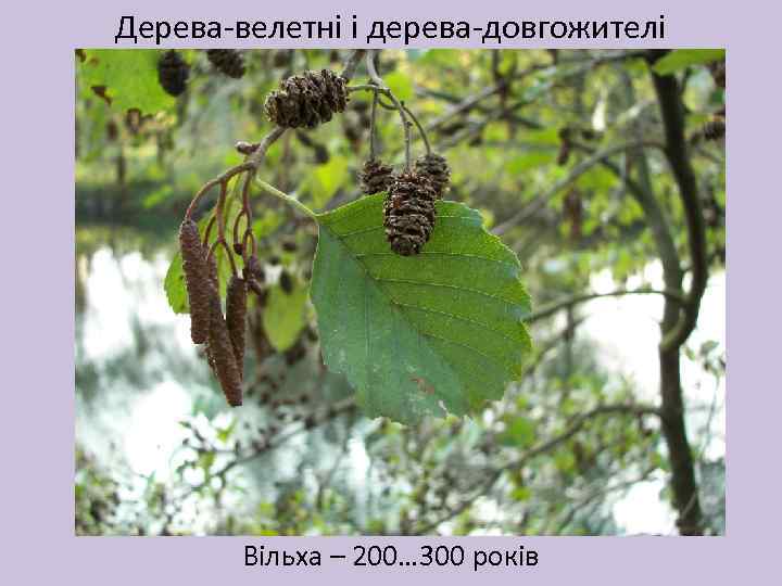 Дерева-велетні і дерева-довгожителі Вільха – 200… 300 років 