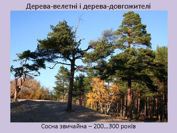 Дерева-велетні і дерева-довгожителі Сосна звичайна – 200… 300 років 