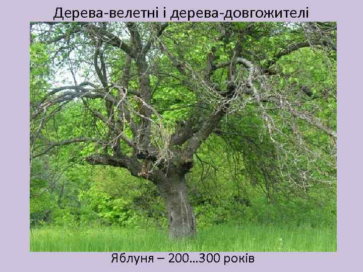 Дерева-велетні і дерева-довгожителі Яблуня – 200… 300 років 