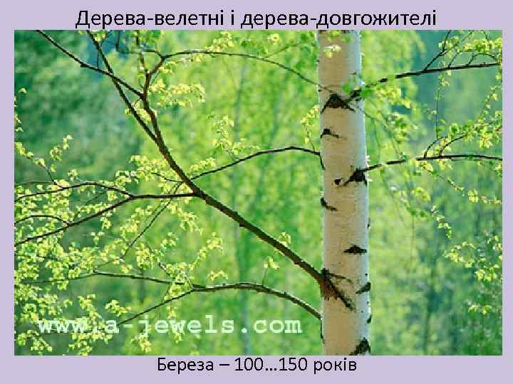 Дерева-велетні і дерева-довгожителі Береза – 100… 150 років 