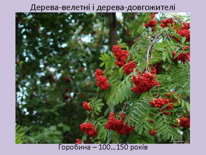 Дерева-велетні і дерева-довгожителі Горобина – 100… 150 років 