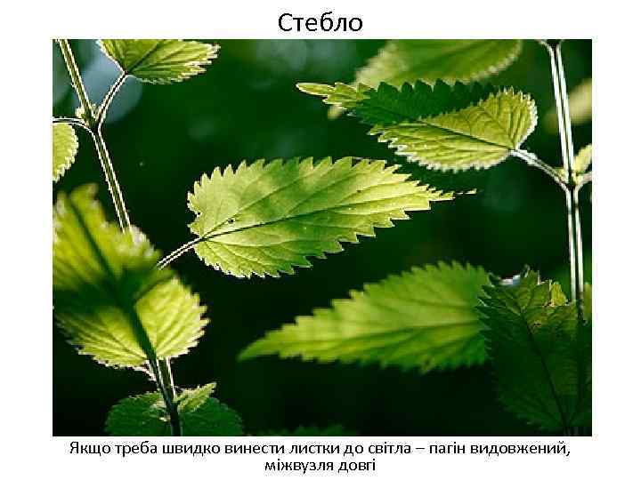 Стебло Якщо треба швидко винести листки до світла – пагін видовжений, міжвузля довгі 