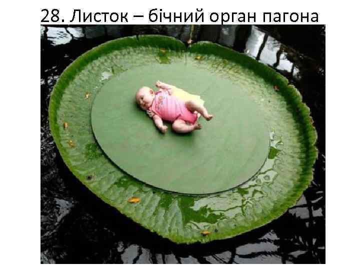 28. Листок – бічний орган пагона 