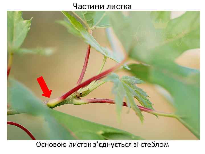 Частини листка Основою листок з’єднується зі стеблом 