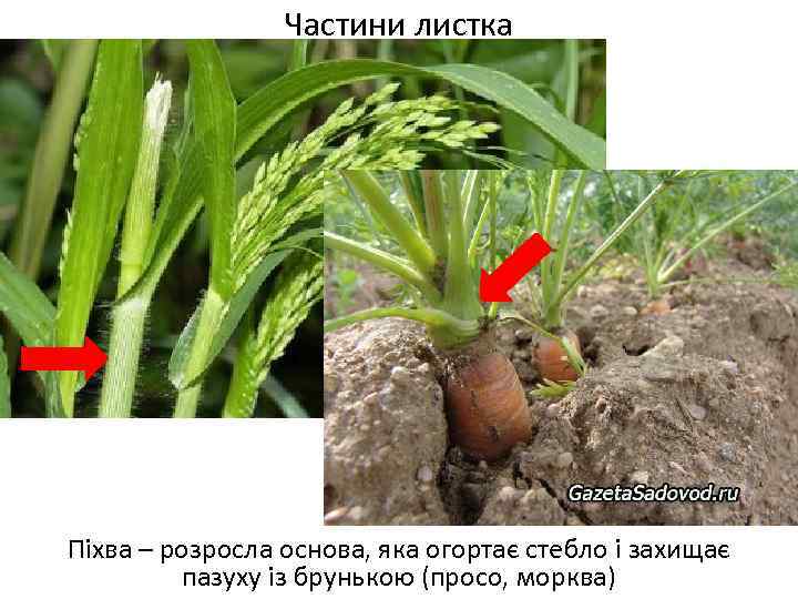 Частини листка Піхва – розросла основа, яка огортає стебло і захищає пазуху із брунькою