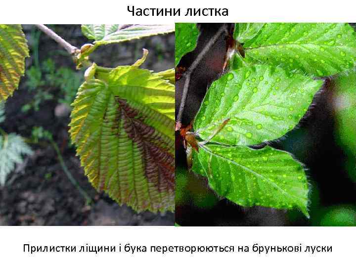 Частини листка Прилистки ліщини і бука перетворюються на брунькові луски 