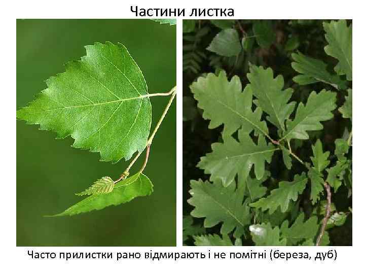 Частини листка Часто прилистки рано відмирають і не помітні (береза, дуб) 