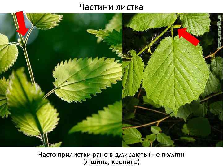 Частини листка Часто прилистки рано відмирають і не помітні (ліщина, кропива) 