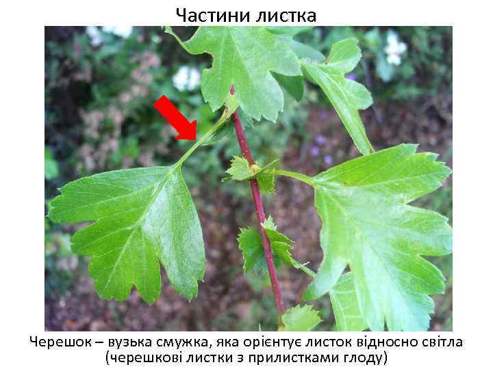 Частини листка Черешок – вузька смужка, яка орієнтує листок відносно світла (черешкові листки з