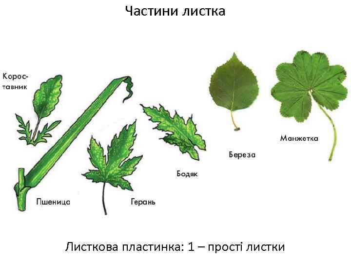 Частини листка Листкова пластинка: 1 – прості листки 