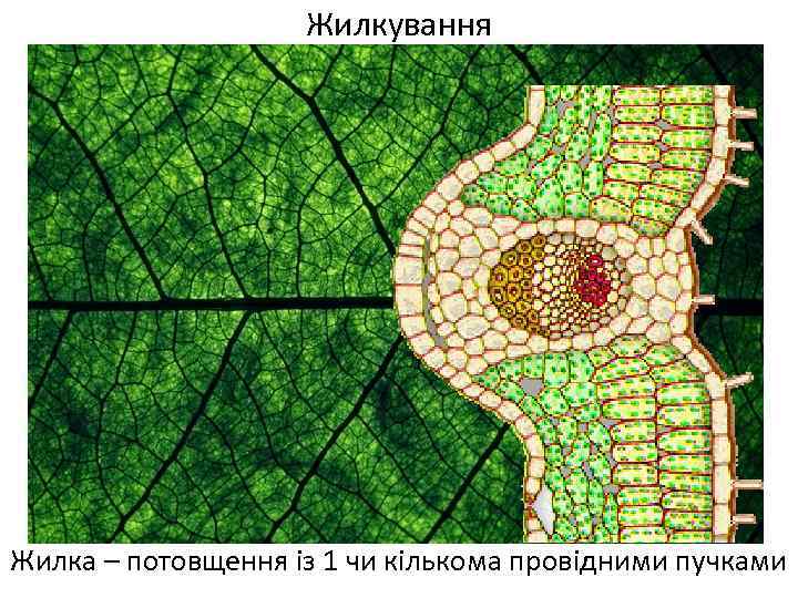 Жилкування Жилка – потовщення із 1 чи кількома провідними пучками 