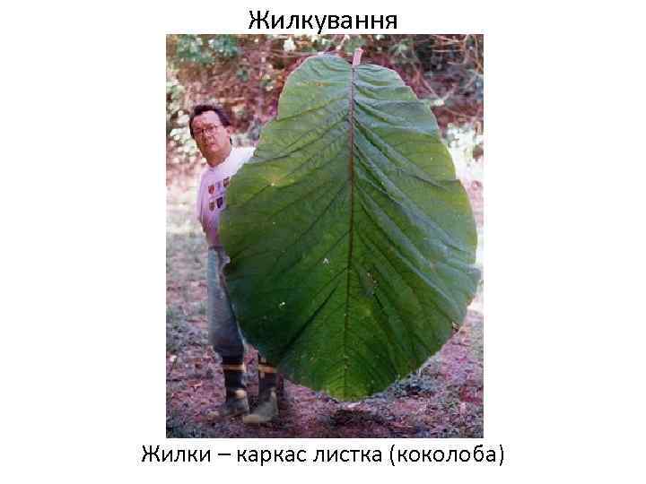 Жилкування Жилки – каркас листка (коколоба) 