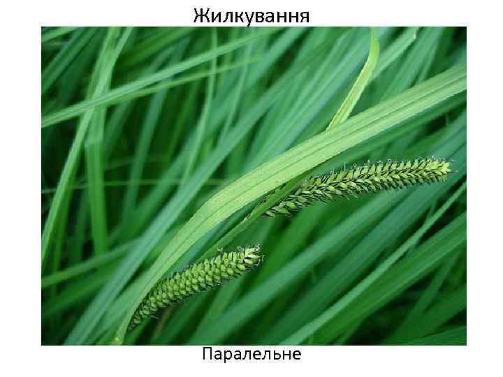 Жилкування Паралельне 