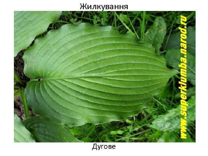 Жилкування Дугове 