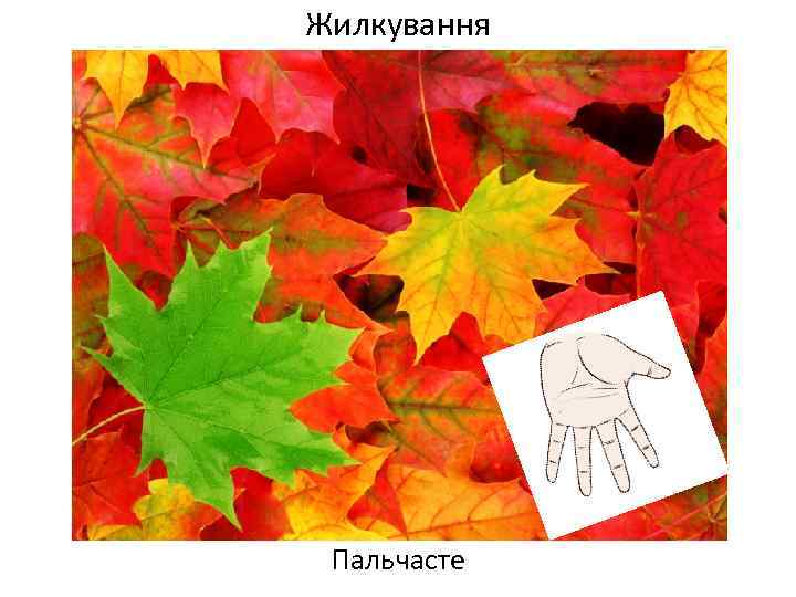 Жилкування Пальчасте 