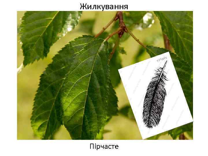 Жилкування Пірчасте 