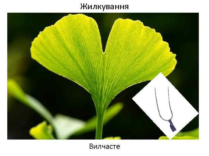 Жилкування Вилчасте 