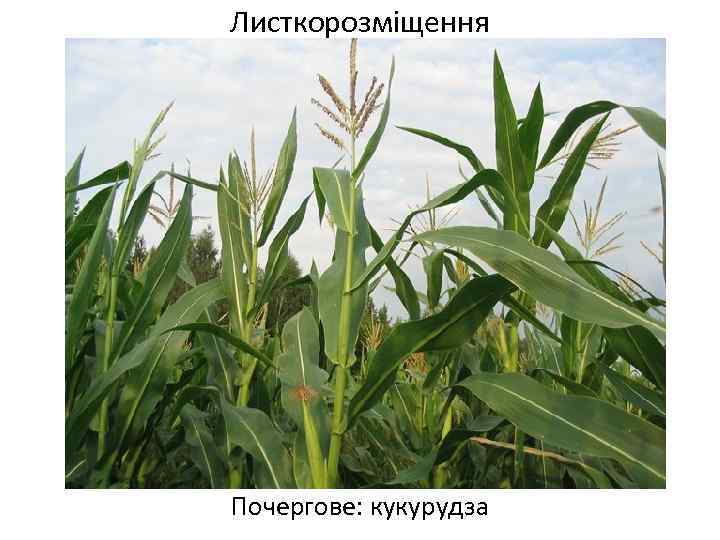 Листкорозміщення Почергове: кукурудза 