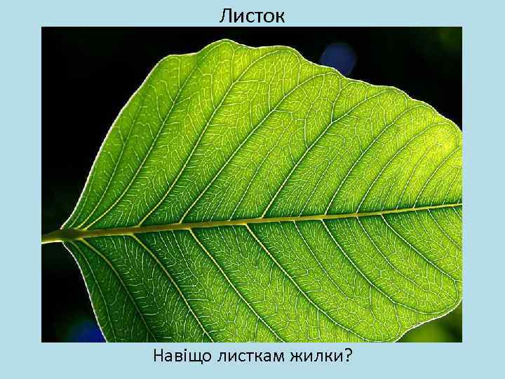 Листок Навіщо листкам жилки? 