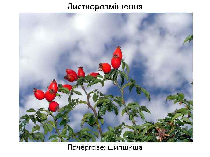 Листкорозміщення Почергове: шипшиша 