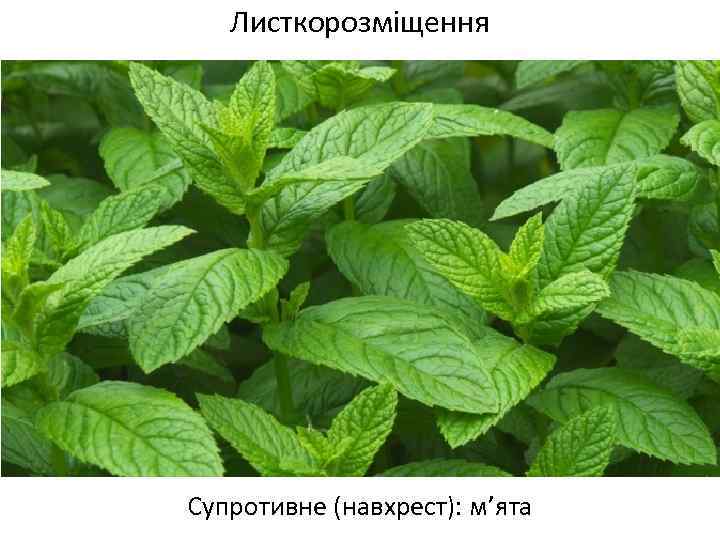 Листкорозміщення Супротивне (навхрест): м’ята 