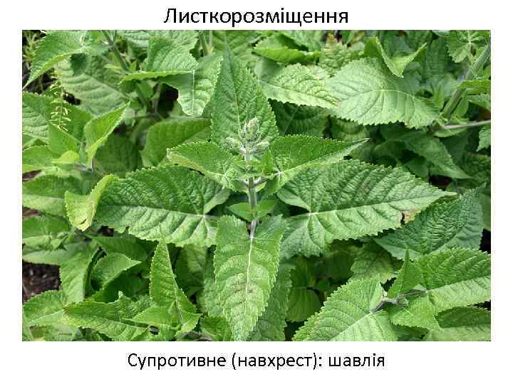 Листкорозміщення Супротивне (навхрест): шавлія 