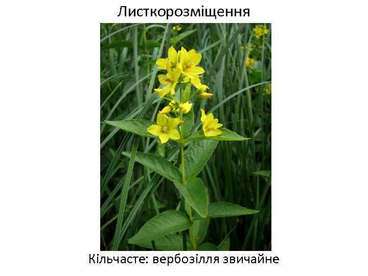 Листкорозміщення Кільчасте: вербозілля звичайне 