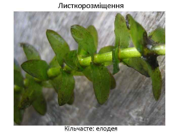 Листкорозміщення Кільчасте: елодея 
