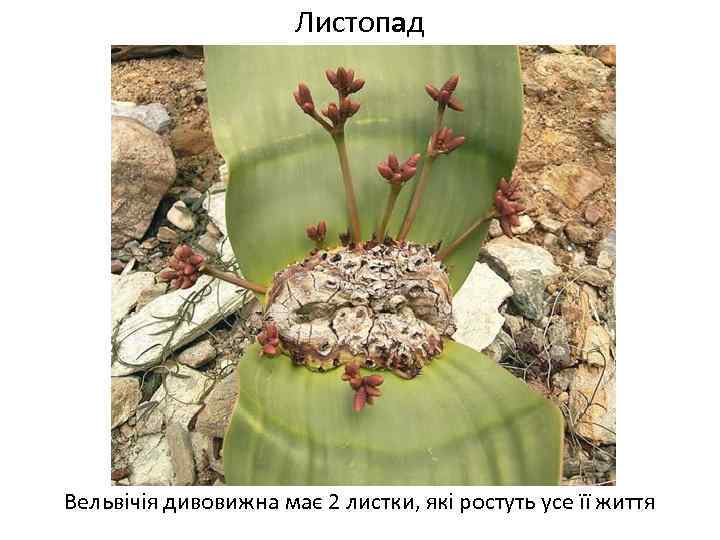 Листопад Вельвічія дивовижна має 2 листки, які ростуть усе її життя 