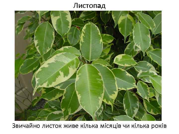 Листопад Звичайно листок живе кілька місяців чи кілька років 