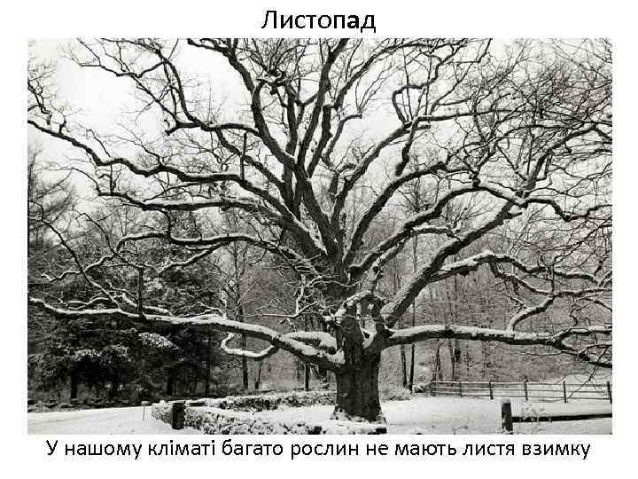 Листопад У нашому кліматі багато рослин не мають листя взимку 
