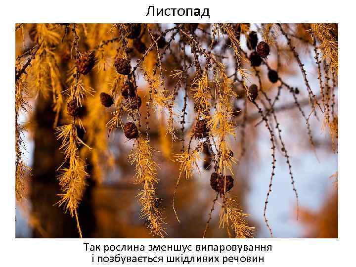 Листопад Так рослина зменшує випаровування і позбувається шкідливих речовин 