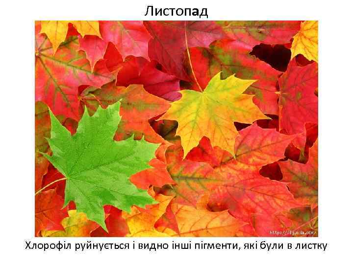 Листопад Хлорофіл руйнується і видно інші пігменти, які були в листку 