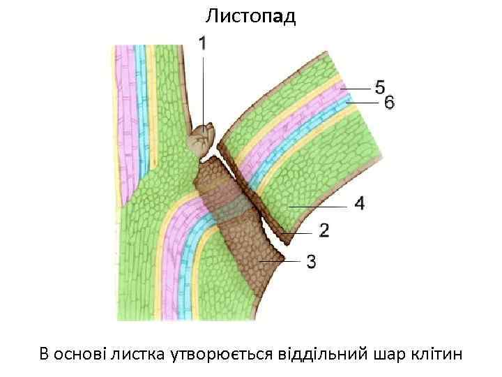 Листопад В основі листка утворюється віддільний шар клітин 