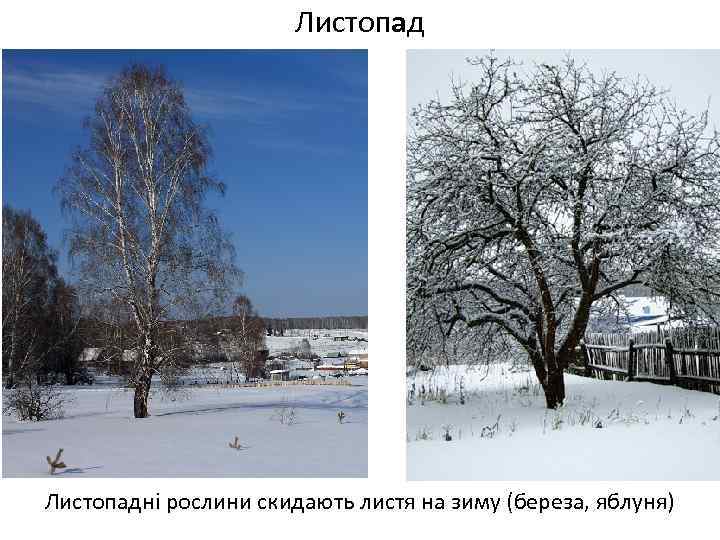 Листопадні рослини скидають листя на зиму (береза, яблуня) 