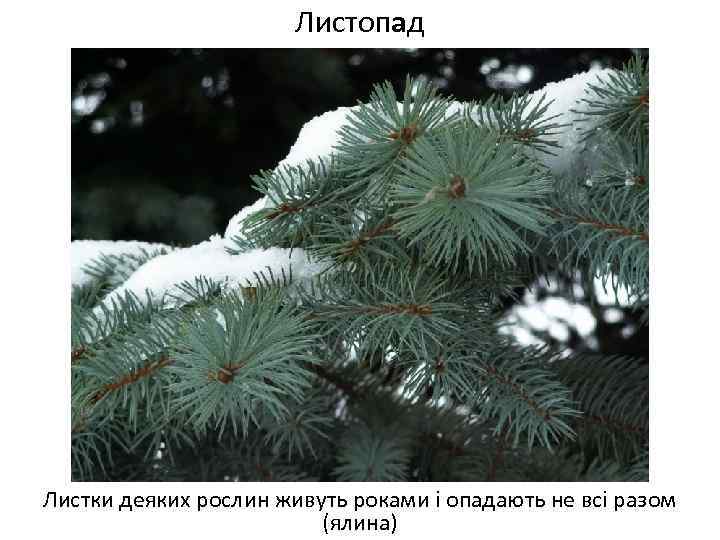 Листопад Листки деяких рослин живуть роками і опадають не всі разом (ялина) 